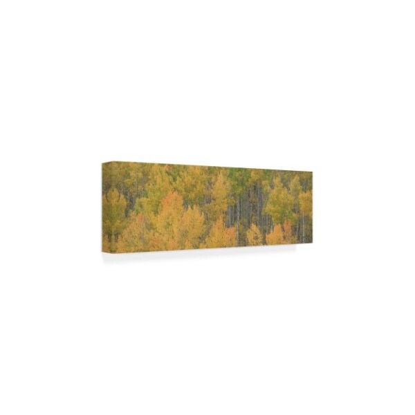 Dan Ballard 'Birch Forests' Canvas Art,16x47